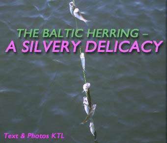 The Baltic Herring