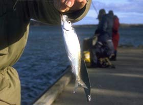 The Baltic Herring
