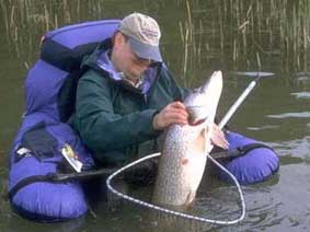 Action in Pargas 1999 The Photo-cartoon tells the story about Make’s record pike. By SFM-toimitus