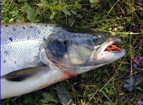 The grilse which took the Ally's Shrimp