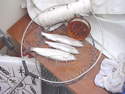 Three whitefishes, a hegeneroll and rigs on the roll