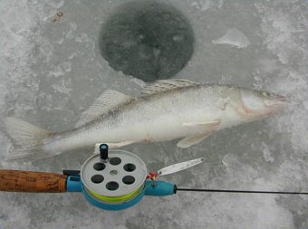 Eki's legal size zander (37 cm)( photo by SFM-toimitus)