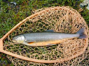 A arctic char from our home lake