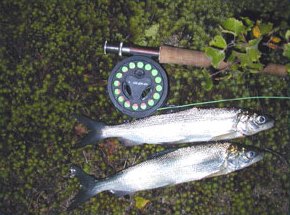 Jani's fishes