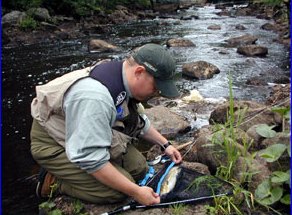 Jani measuring his 42 cm winning fish. This time 42 cm is 8" 6` Vision flyrod.