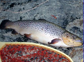 Petrus caught this 49 cm trout with a orange Leech