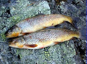 Veikko the Magic Fisherman caught these nice trouts