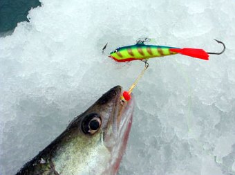 Bluegreen back, yellow, 8 cm Nils Masters has been a hot machine lately. This jig has a underchin colored red with water