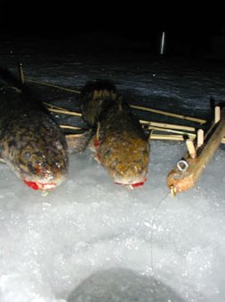 Pena's 1,5 and 0,8 kg burbots. Photo by SFM-toimitus