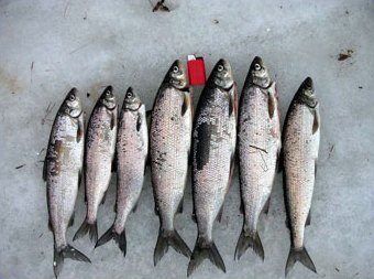 The catch of the day! Photo SFM-toimitus