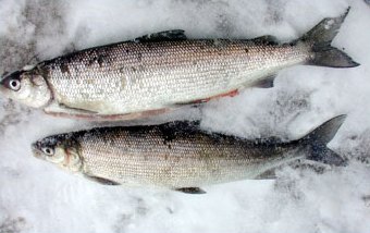 SFM-toimitus's fishes, the other to the pan and the other gets light salt on.