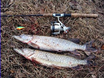 Pikes of Loimiriver. Photo TomiL