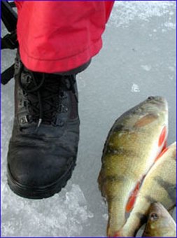 Farjsund is a place where you can catch perches in size of your boots.
