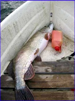 7,3 kg mighty pike rested only a short while in my boat. Photo SFM-toimitus