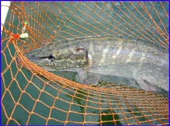 Over four kilos pike waiting in the net to get free.