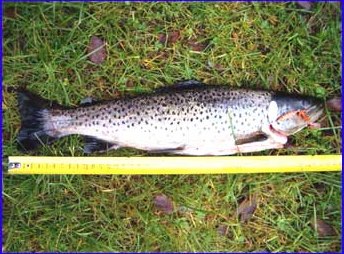 Fine, silvery trout. Photo SFM-toimitus