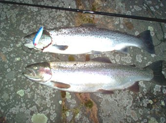 Taimenen poskella Töllen luottopeli Kopsu. Ehjäeväinen kirjo painoi 2,8 kg. Kuva SFM-toimitus