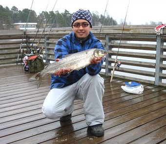 Komea siikakauden avajaiskala 1400 g. Kuva SFM-toimitus