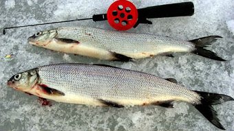 Mikro-Mutu mormuska was the lure today. Photo SFM-toimitus
