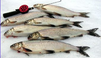 These whitefishes have to go into my smoking oven! Photo SFM-toimitus