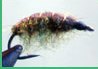 The Fly of May Pingo's Shrimp SFM-toimitus and Pingo (8.5.2003)