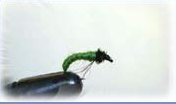 LARVA