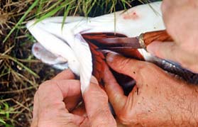 Bleed Your Catch Better Quality Meat (12.8.2001)